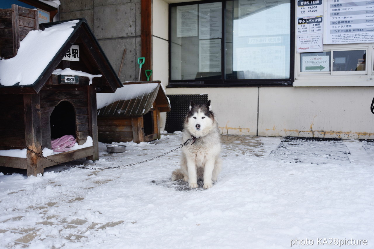 サホロリゾート　待望の降雪あり！ゴンドラを使ってロングランが楽しめますよ♪